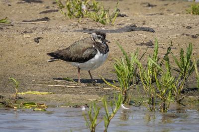 Kiebitz (Juv) / Northern Lapwing