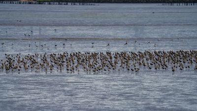 Kiebitzregenpfeifer / Grey Plover