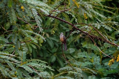 Klagekuckuck (M) / Plaintive Cuckoo