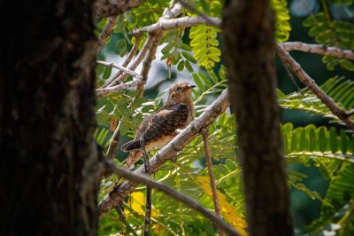 Klagekuckuck (W) / Plaintive Cuckoo