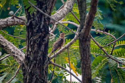 Klagekuckuck (W) / Plaintive Cuckoo