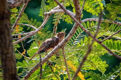 Klagekuckuck (W) / Plaintive Cuckoo