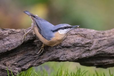 Kleiber - Spechtmeise / Eurasian Nuthatch -  Wood Nuthatch