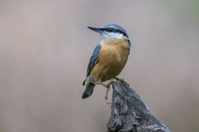 Kleiber, oder Spechtmeise /  Eurasian Nuthatch oder Wood Nuthatch