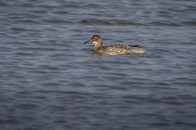 Knäkente (F) / Garganey