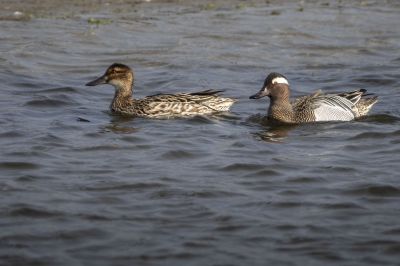 Knäkente (M,F) / Garganey