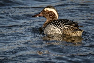 Knäkente (M) / Garganey