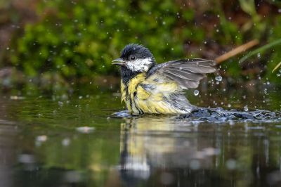 Kohlmeise / Great Tit