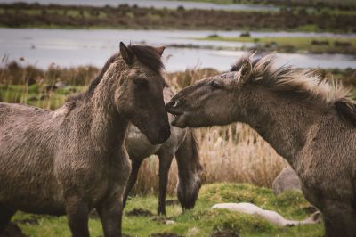 Konik