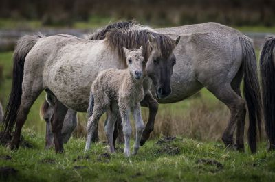 Konik