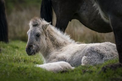 Konik