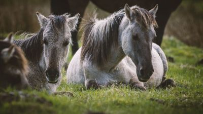 Konik