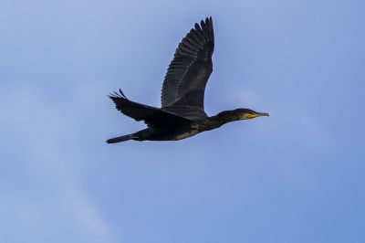 Kormoran / Great Cormorant