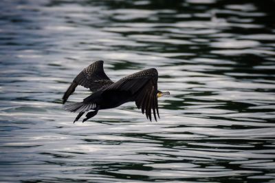 Kormoran / Great Cormorant