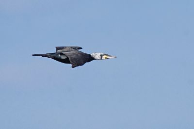 Kormoran im Brutkleid / Great Cormorant