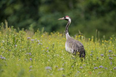 Kranich / Common Crane