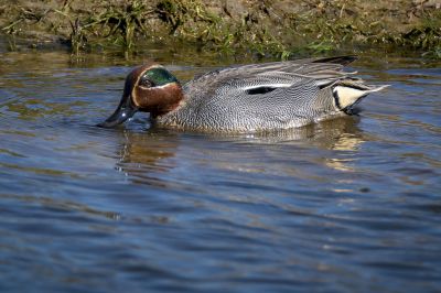 Krickente (M) / Eurasian Teal - Common Teal