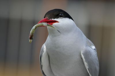 Küstenseeschwalbe / Arctic tern