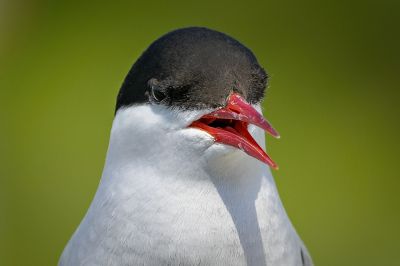 Küstenseeschwalbe / Arctic tern