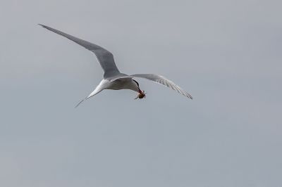 Küstenseeschwalbe / Arctic tern