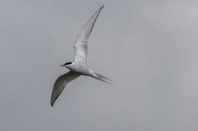 Küstenseeschwalbe / Arctic tern