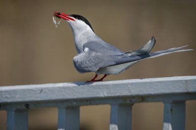 Küstenseeschwalbe / Arctic tern