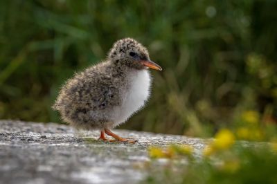 Küstenseeschwalbe (Juv) / Arctic tern