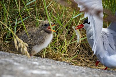 Küstenseeschwalbe (Adult, Juv) / Arctic tern