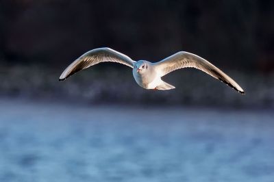 Lachmöwe / Black-headed Gull