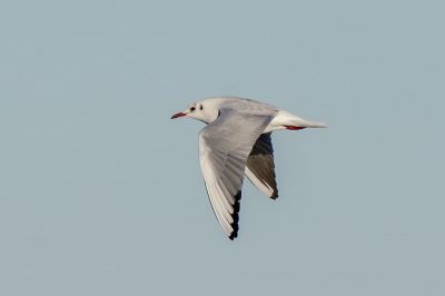 Lachmöwe / Black-headed Gull