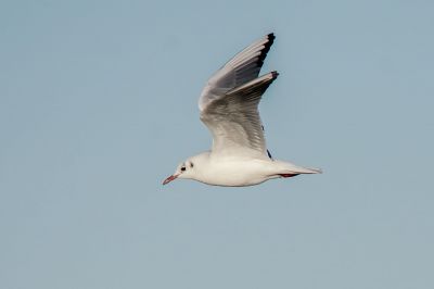 Lachmöwe / Black-headed Gull