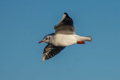 Lachmöwe / Black-headed Gull