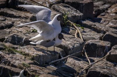 Lachmöwe (Paarung) / Black Headed Gull