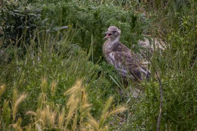 Lachmöwe (Juv) / Black Headed Gull