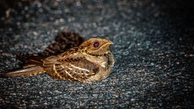 Langschwanz-Nachtschwalbe / Large-tailed Nightjar