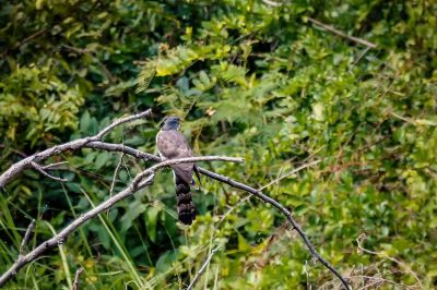 Sperberkuckuck / Large Hawk-Cuckoo