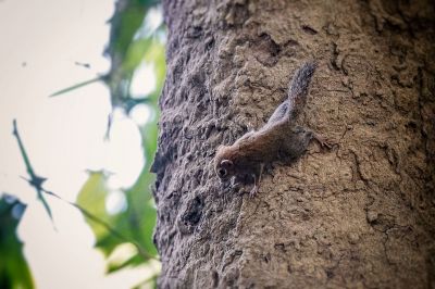 Borneo-Kleinsthörnchen / Least pygmy squirrel - Plain pygmy squirrel