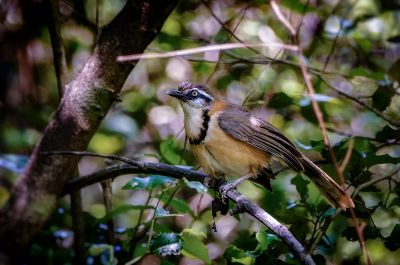 Lätzchenhäherling / Lesser Necklaced Laughingthrush