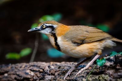 Lätzchenhäherling / Lesser Necklaced Laughingthrush