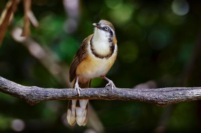 Lätzchenhäherling / Lesser Necklaced Laughingthrush