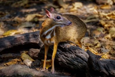 Kleinkantschil - Hirschferkel (M) / Lesser Mouse-deer - Kanchil