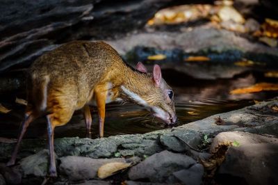 Kleinkantschil - Hirschferkel (M) / Lesser Mouse-deer - Kanchil