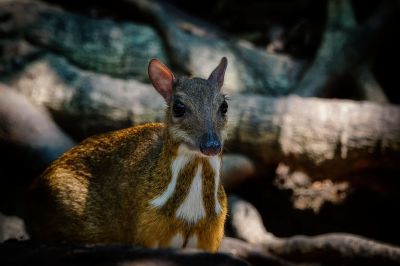 Kleinkantschil - Hirschferkel (W) / Lesser Mouse-deer - Kanchil