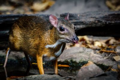 Kleinkantschil - Hirschferkel (M) / Lesser Mouse-deer - Kanchil