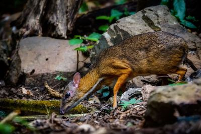 Kleinkantschil - Hirschferkel (W) / Lesser Mouse-deer - Kanchil