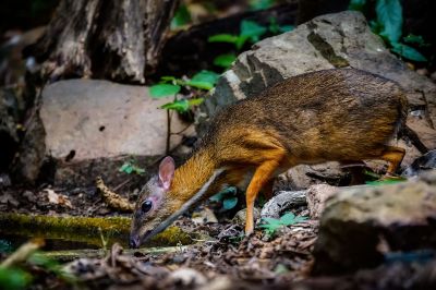 Kleinkantschil - Hirschferkel (W) / Lesser Mouse-deer - Kanchil