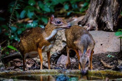 Kleinkantschil - Hirschferkel (2W) / Lesser Mouse-deer - Kanchil