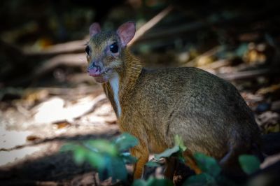 Kleinkantschil - Hirschferkel (M) / Lesser Mouse-deer - Kanchil