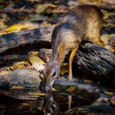 Kleinkantschil - Hirschferkel (M) / Lesser Mouse-deer - Kanchil