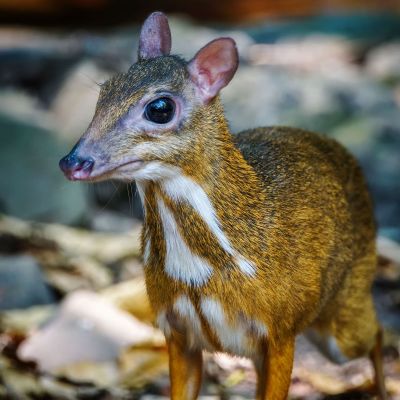 Kleinkantschil - Hirschferkel (W) / Lesser Mouse-deer - Kanchil